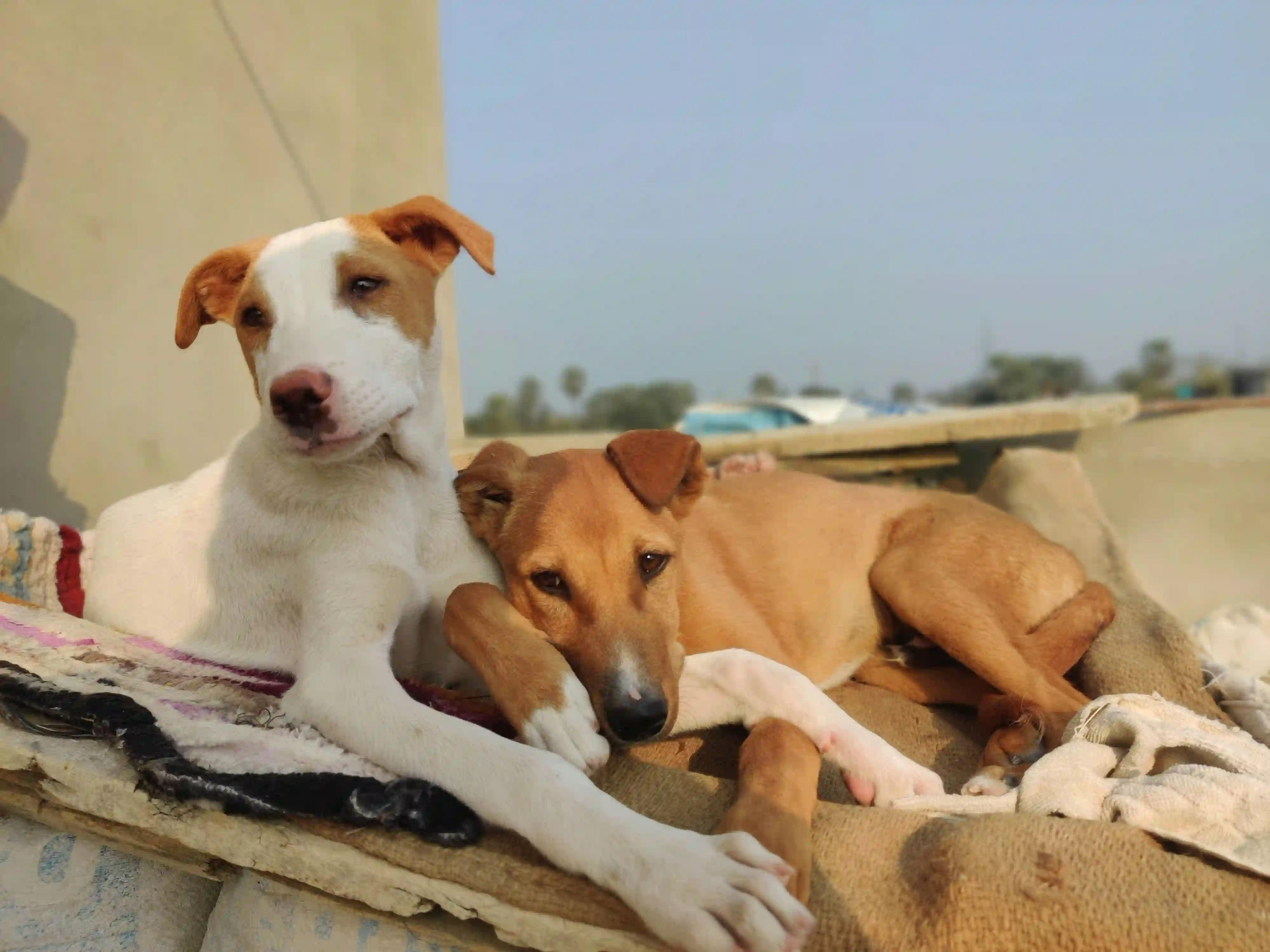 Animal Care