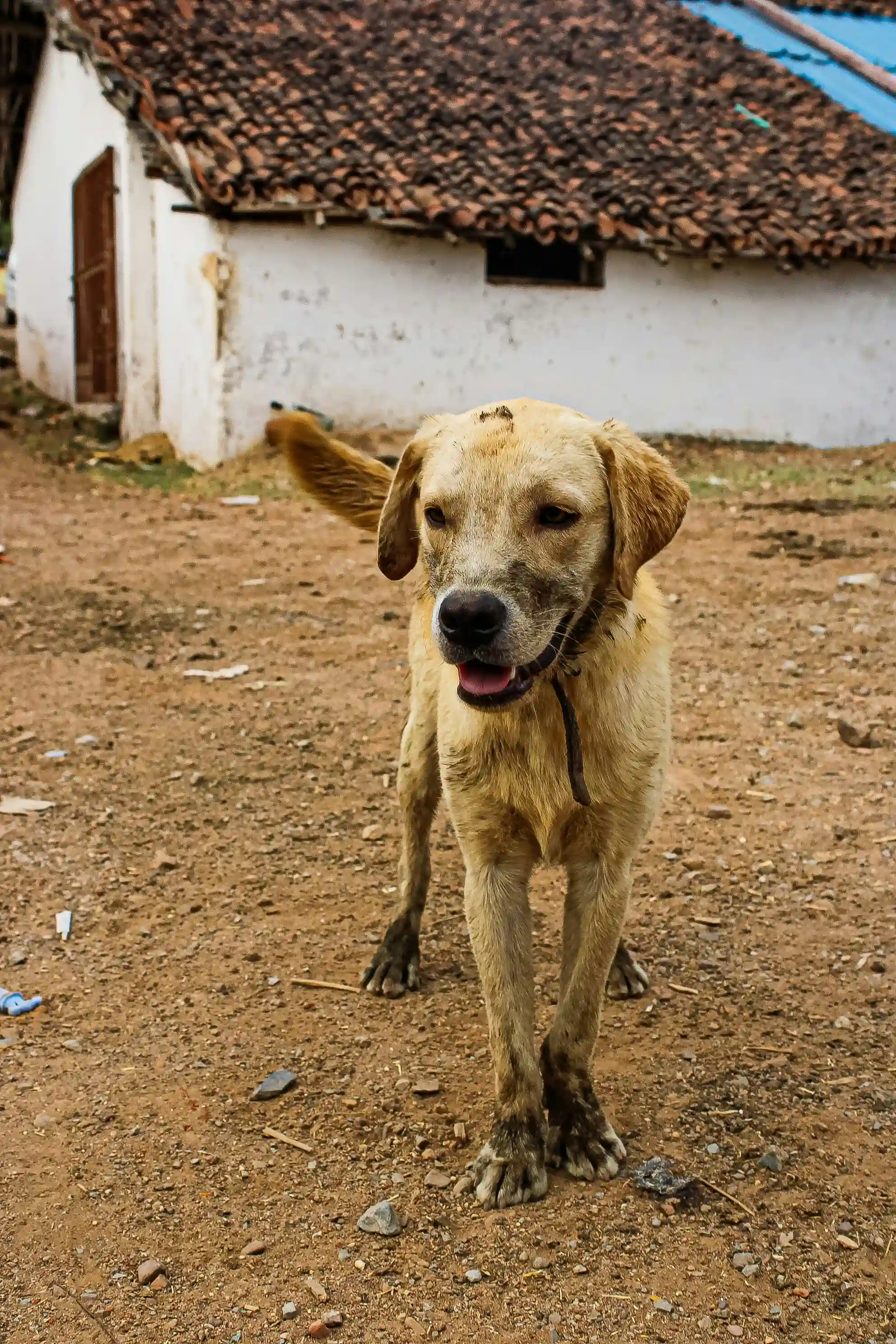 Animal care in Jaipur